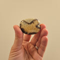 Hand holding a textured stone with a blurred background